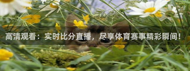 高清观看：实时比分直播，尽享体育赛事精彩瞬间！